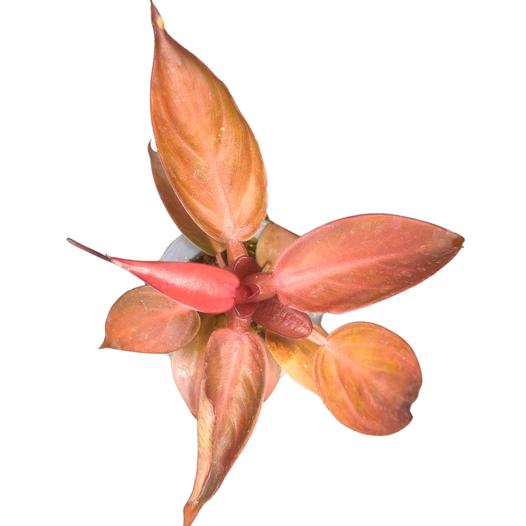 Baby Philodendron erubescens Sun Red 2